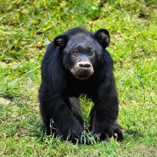 Chimp bear