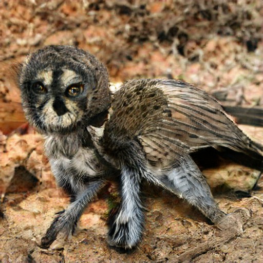 Spider owl